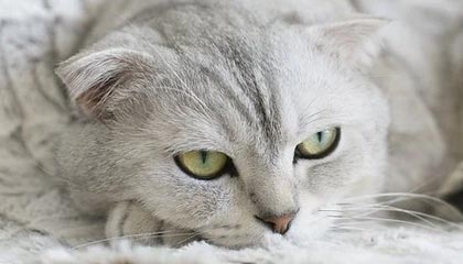 为什么广州人喝茶配点心，佛山人只专注茶本身